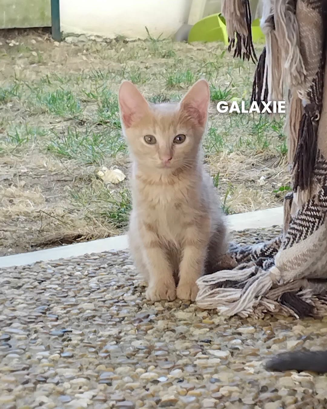 GALAXIE