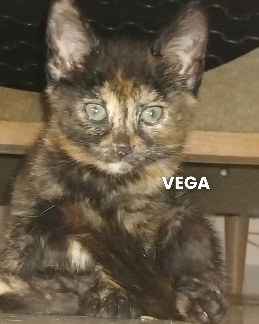 VEGA