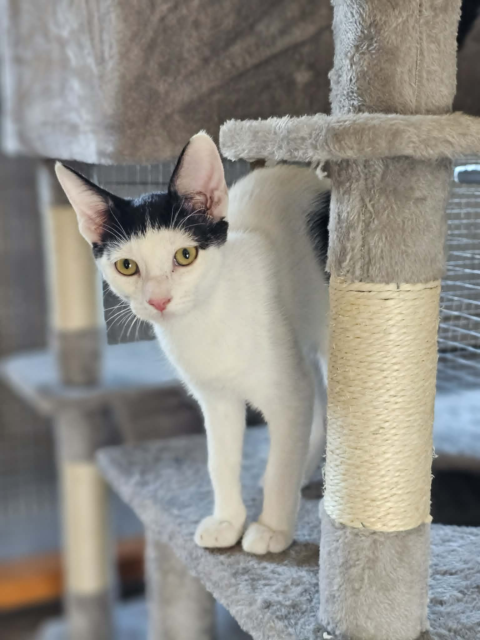 BENJI