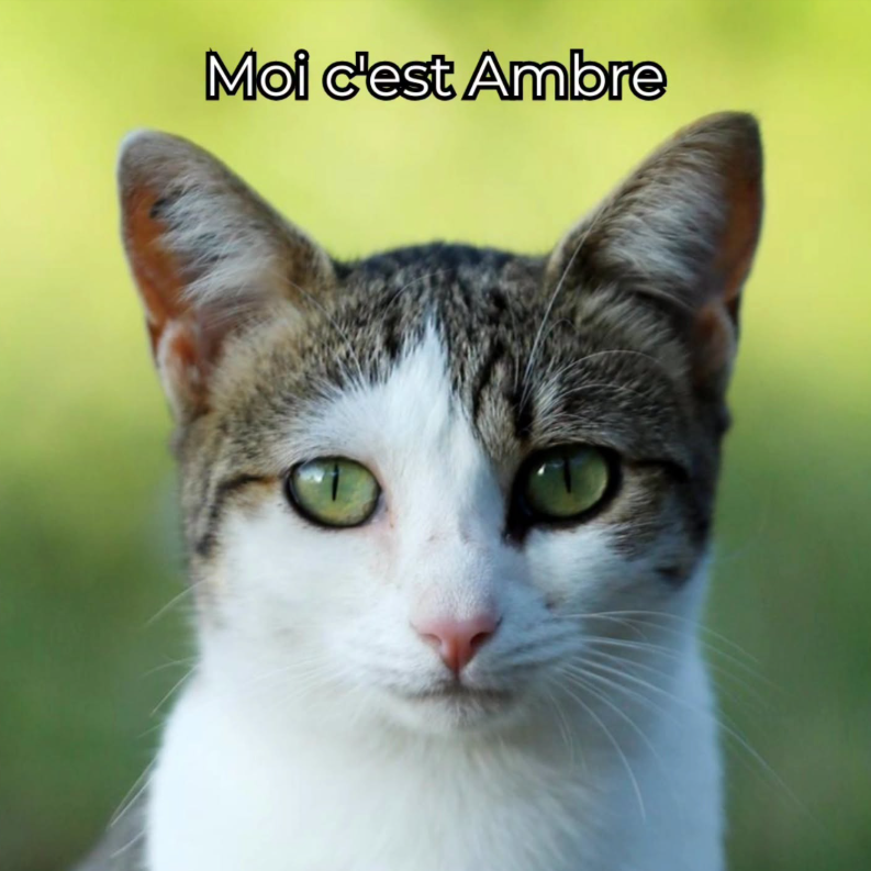 AMBRE