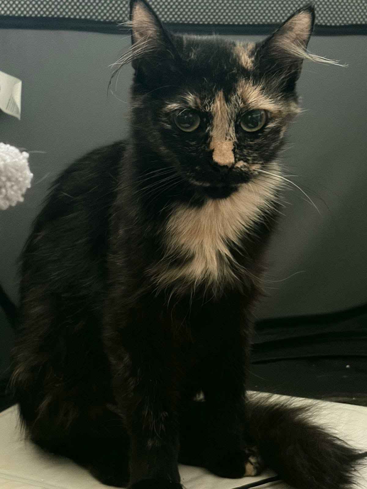 NYRA