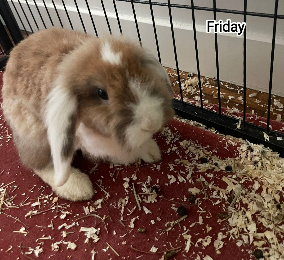 FRIDAY
