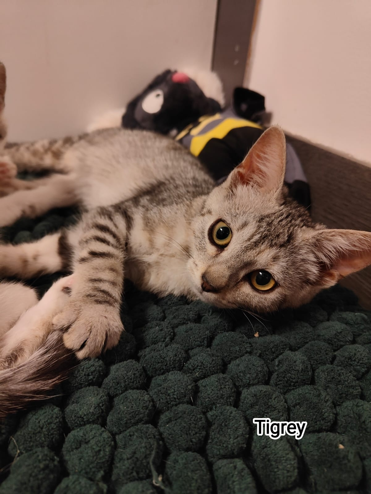 TIGREY