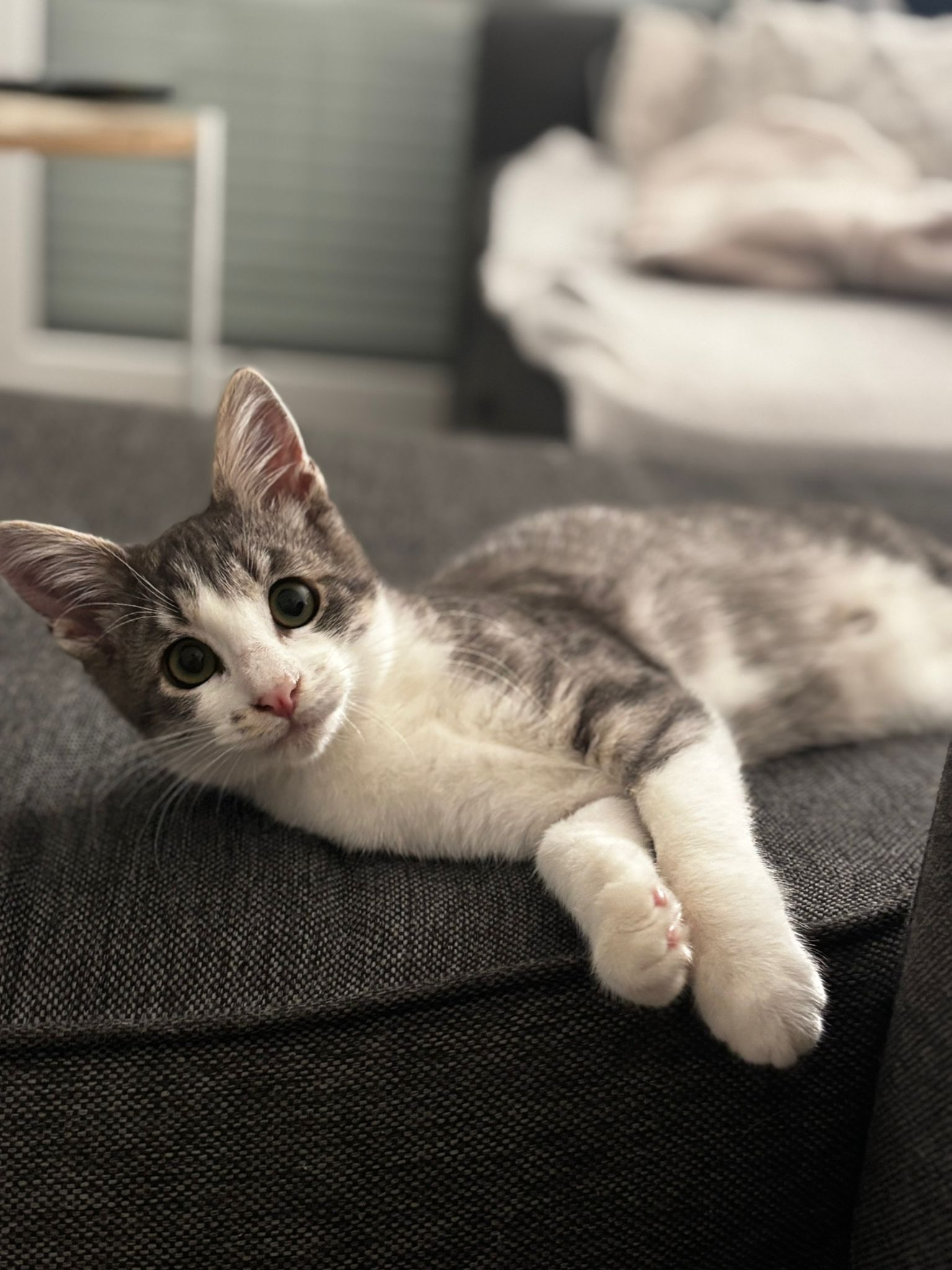 Arlo