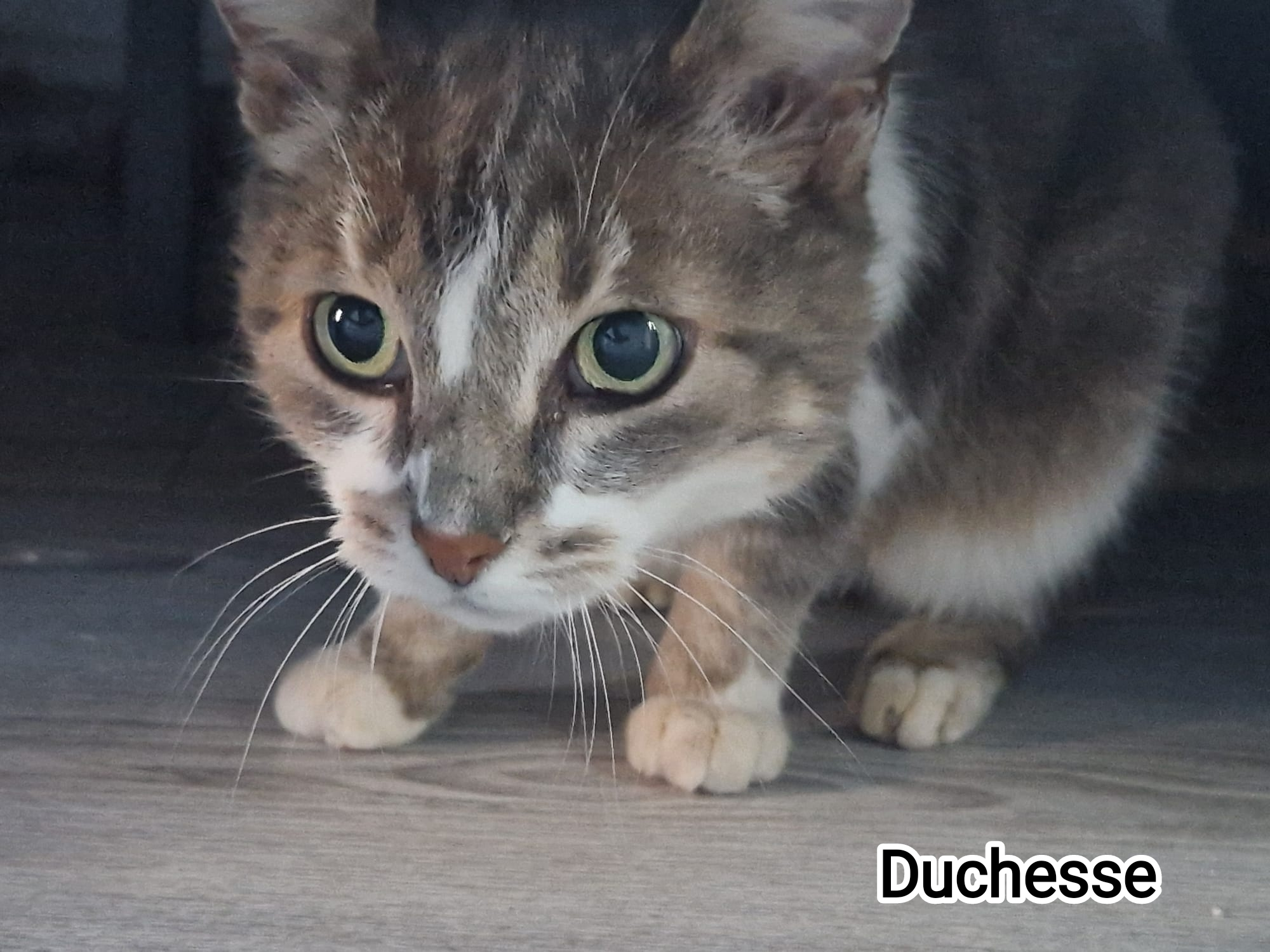 DUCHESSE