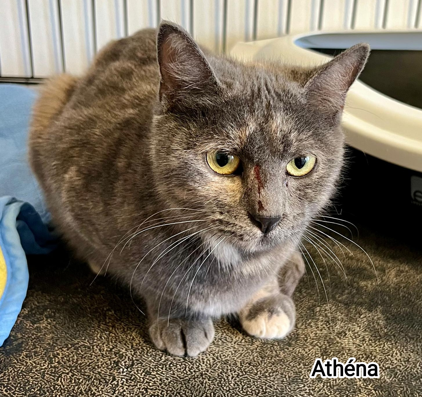 ATHENA