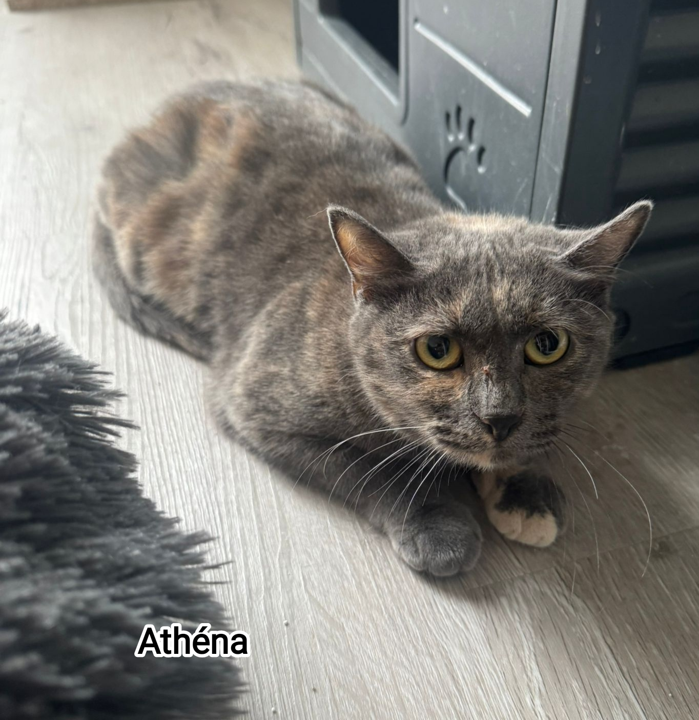 ATHENA