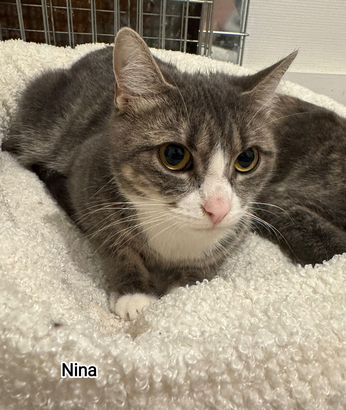 NINA
