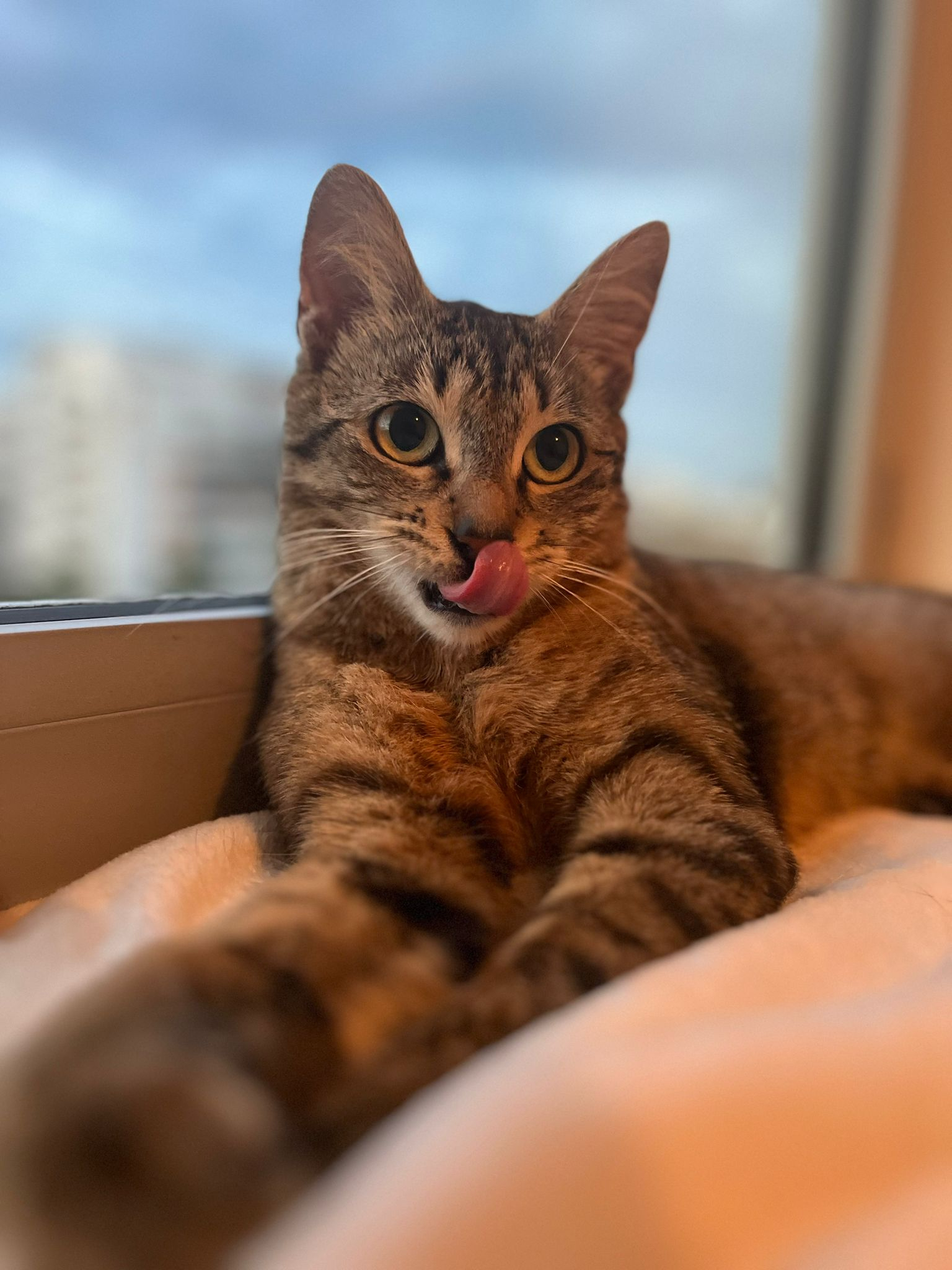 Neta