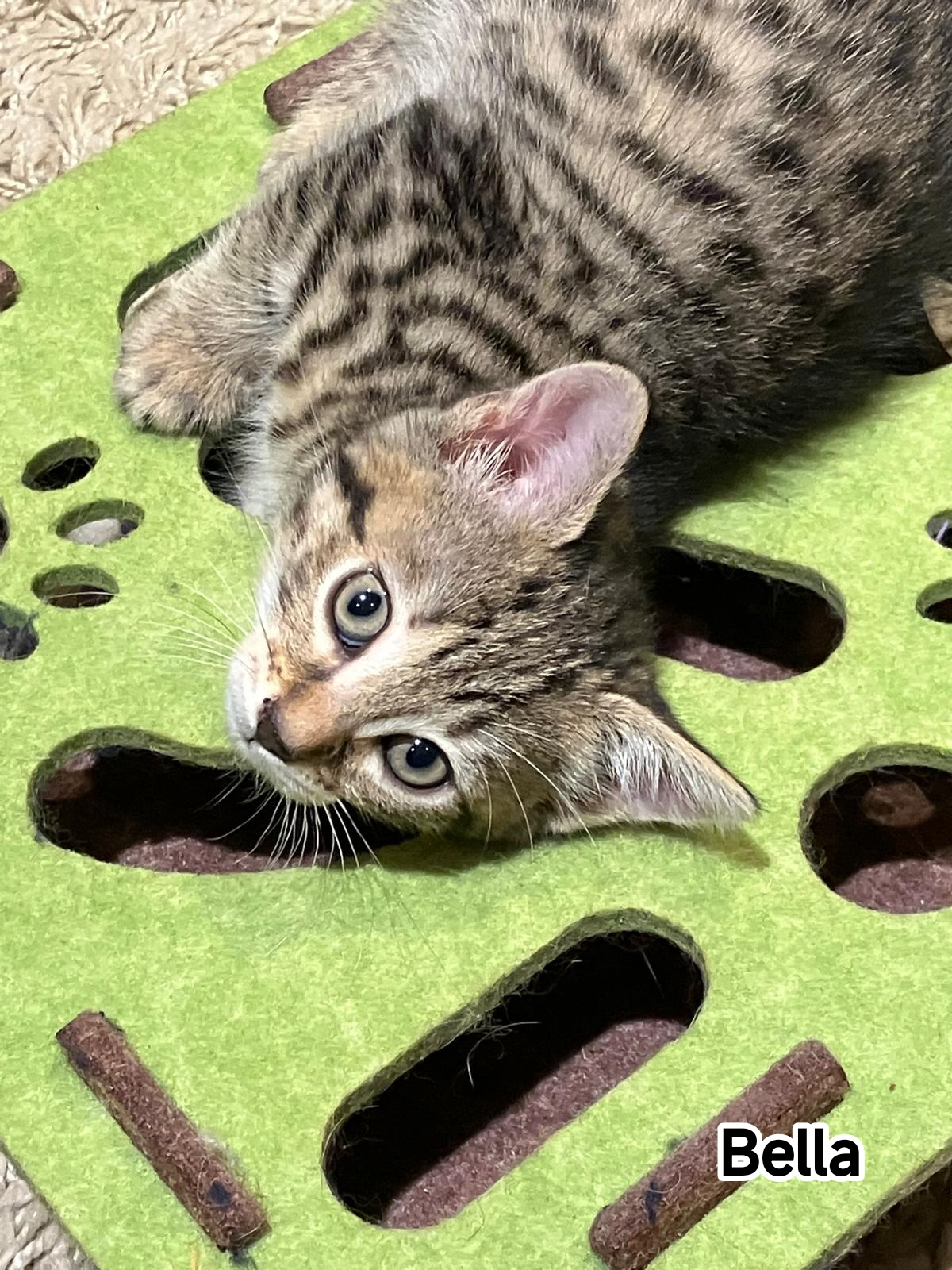 BELLA