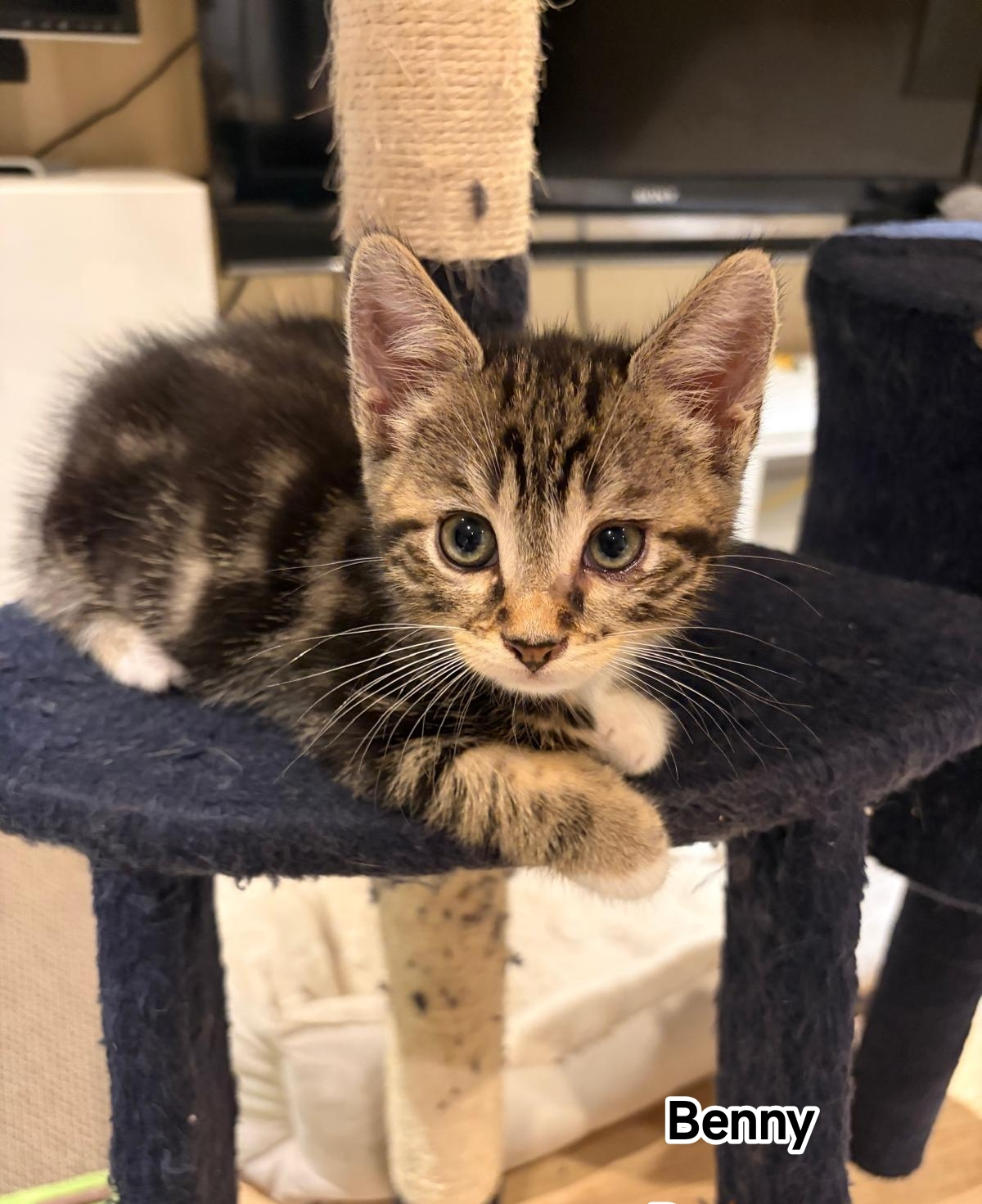 BENNY