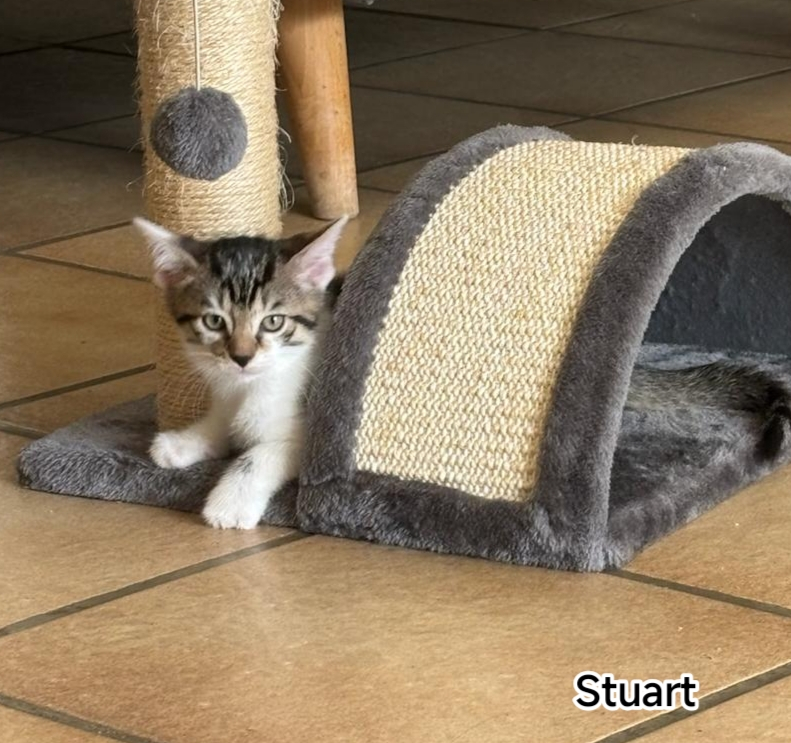 STUART