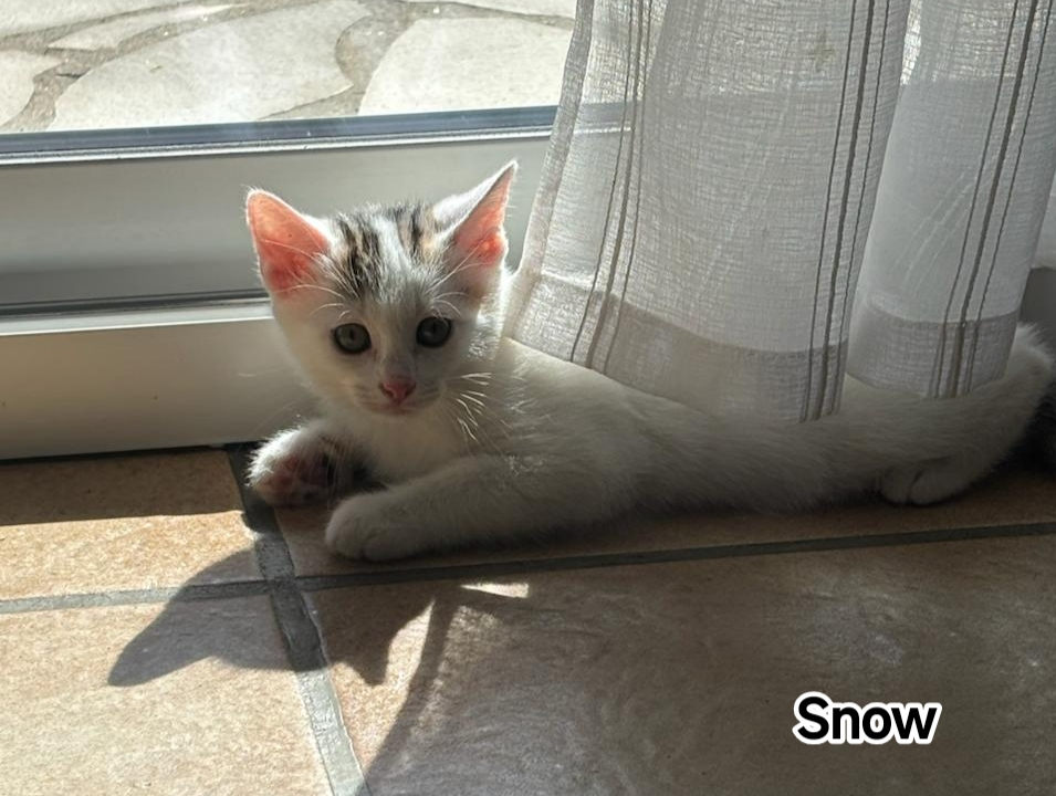 SNOW