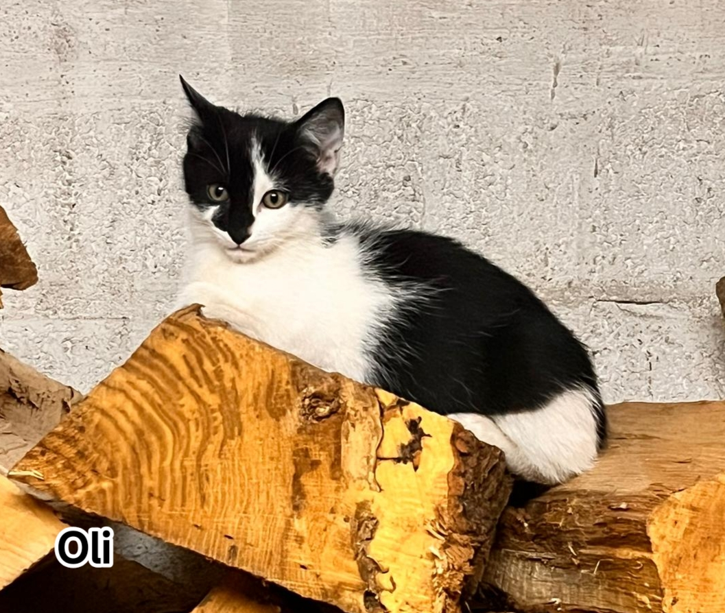 OLI