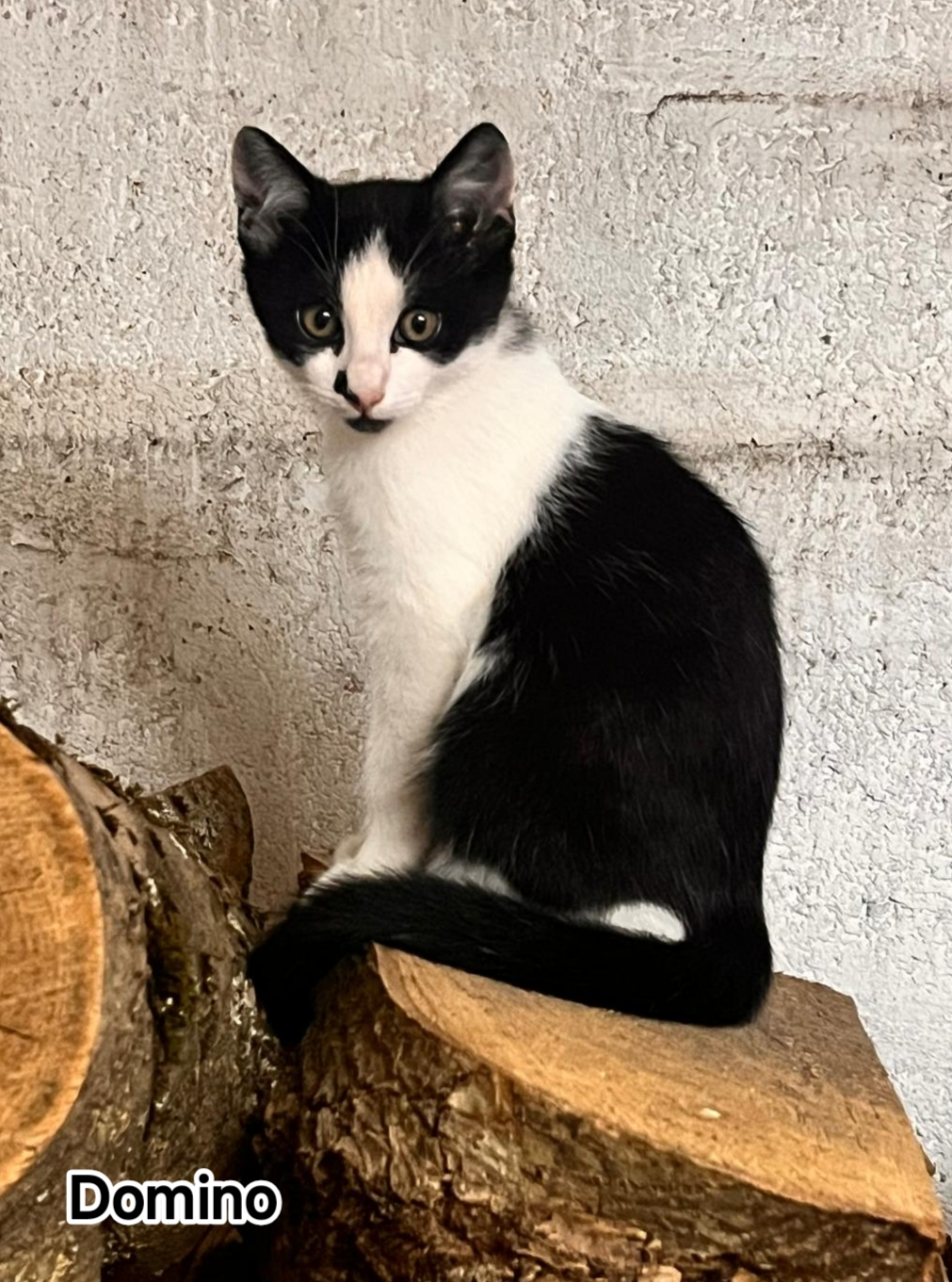 DOMINO