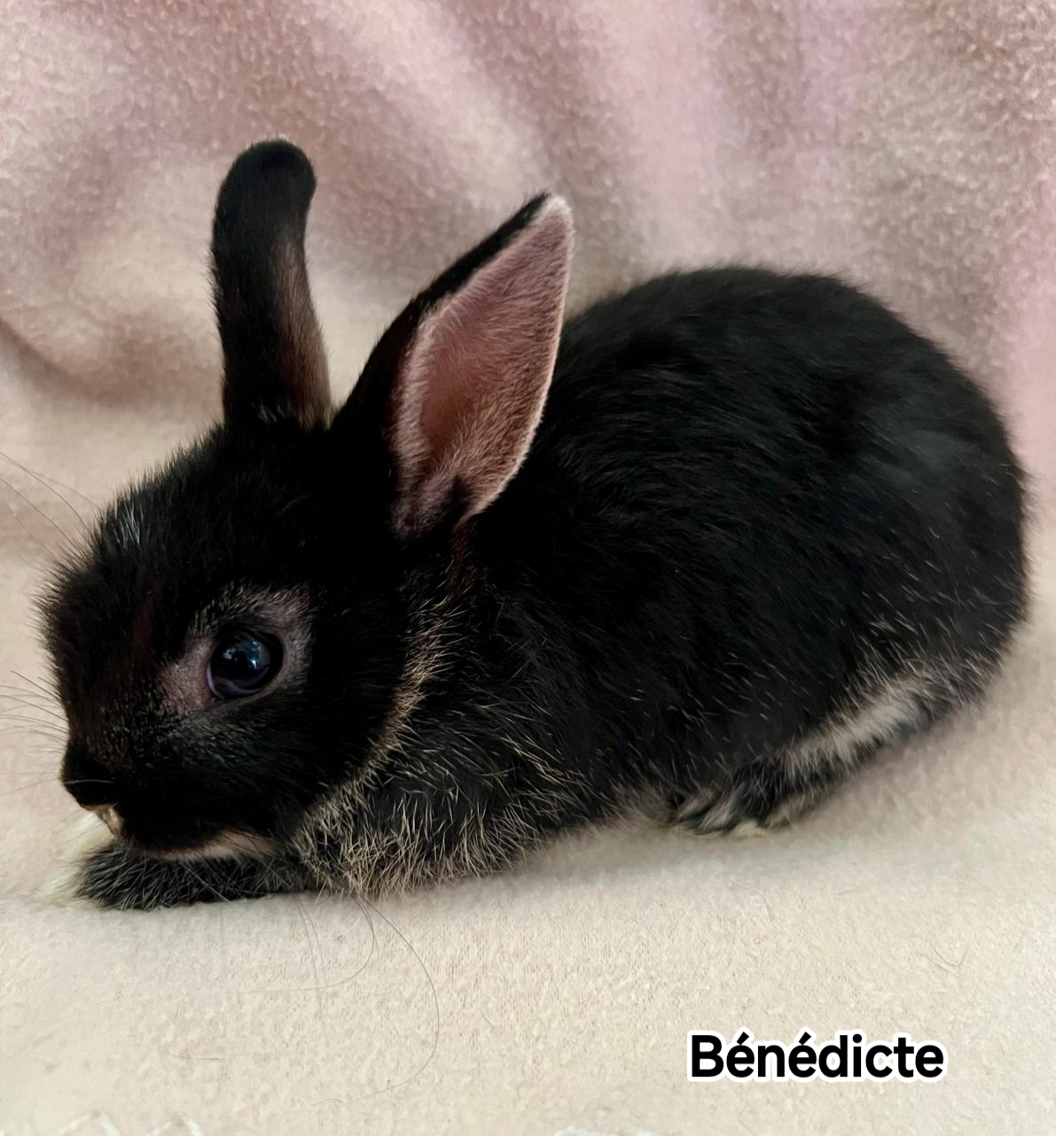 BENEDICTE