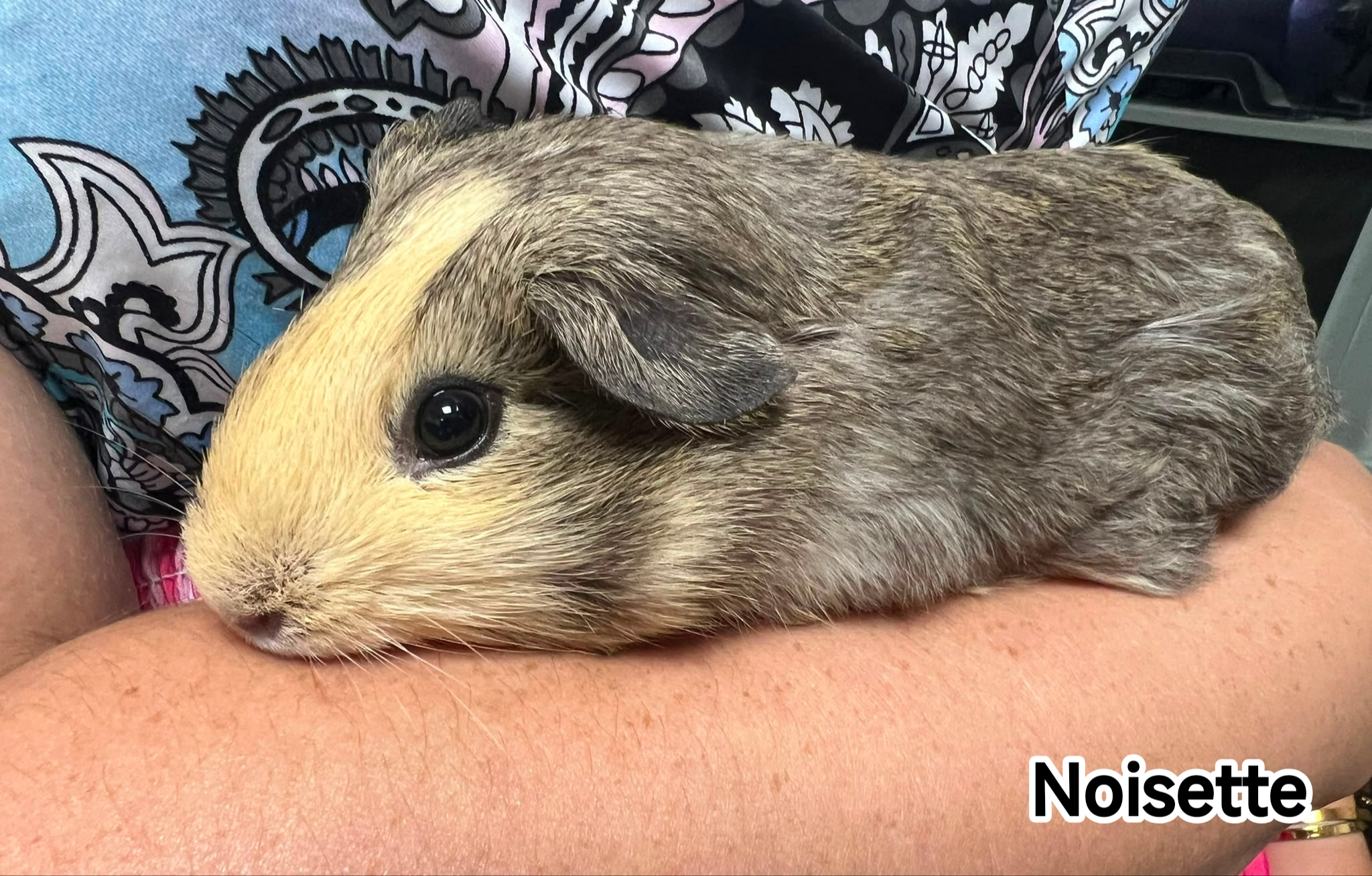 NOISETTE