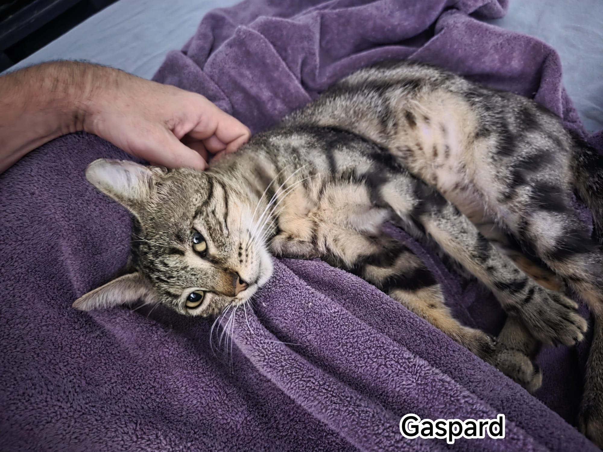 GASPARD