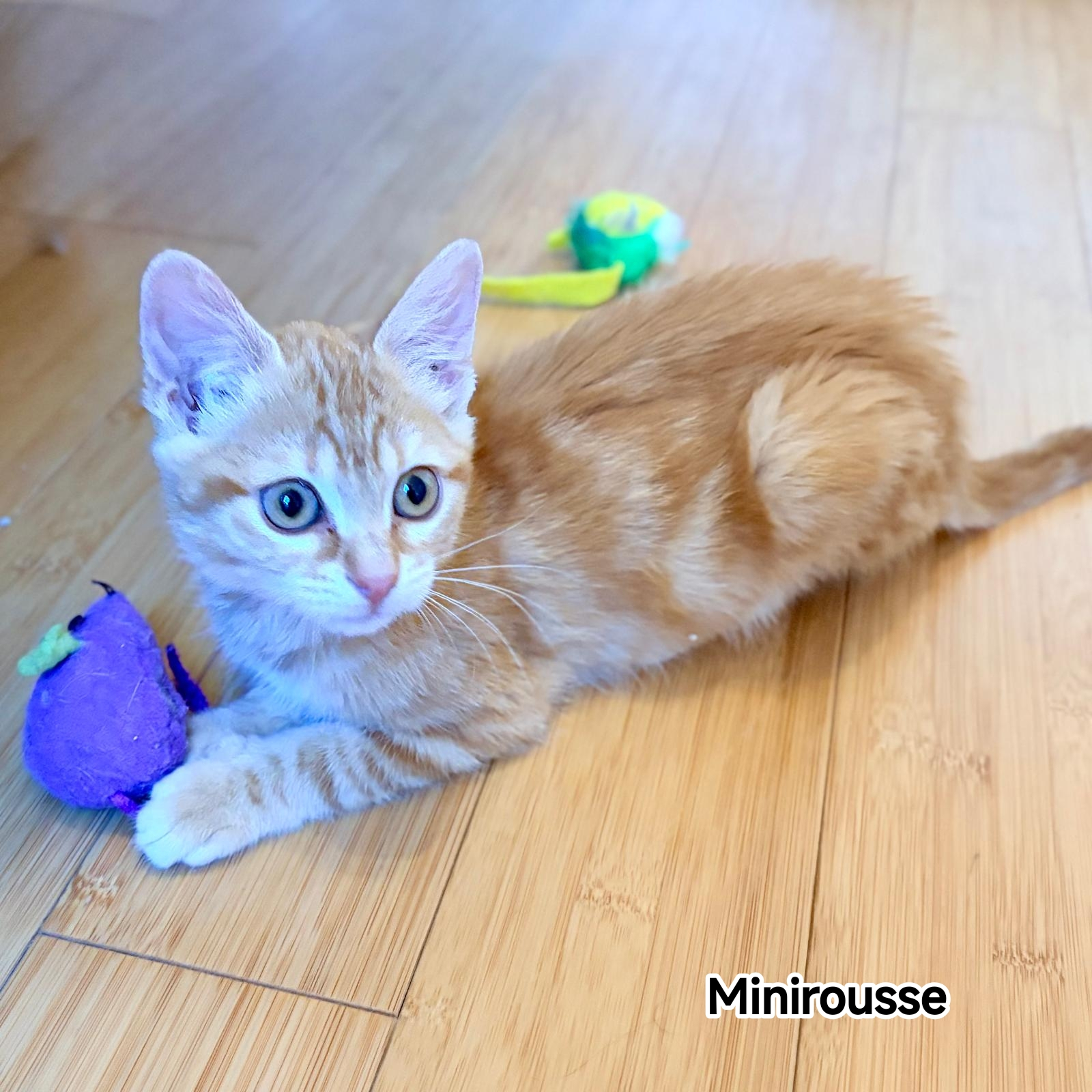MINIROUSSE