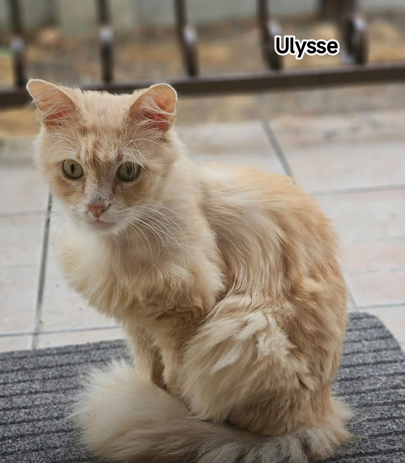 ULYSSE