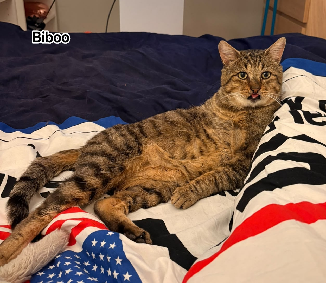 BIBOO