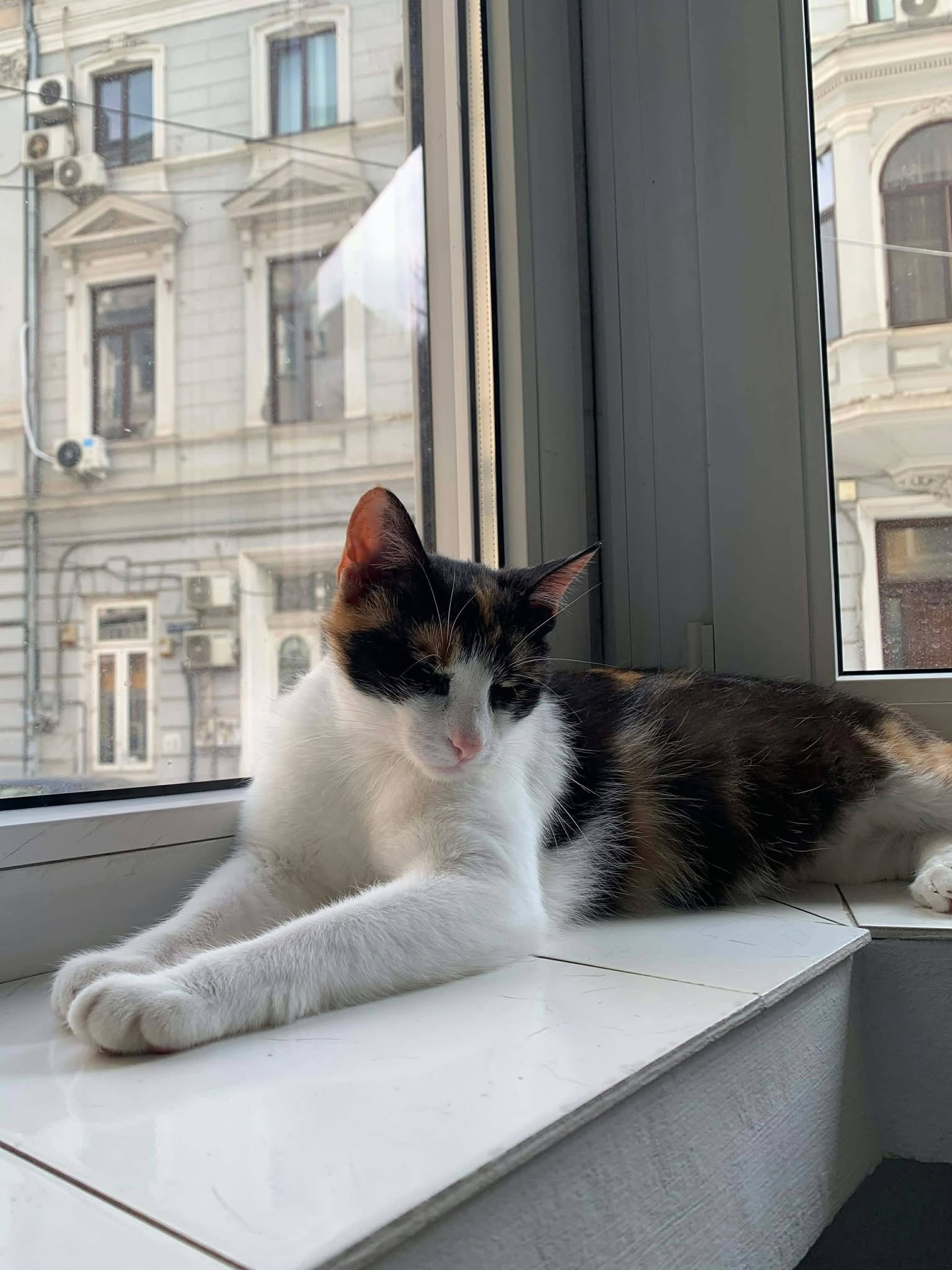 Mimi