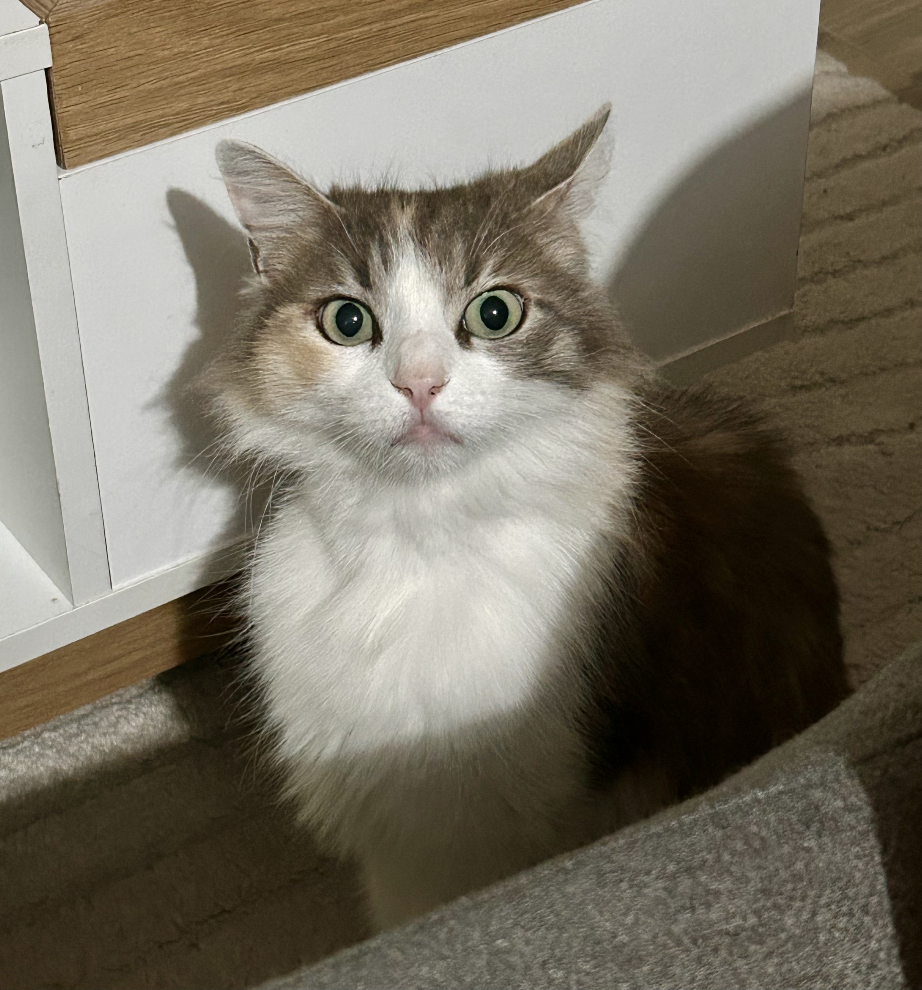 Nyla