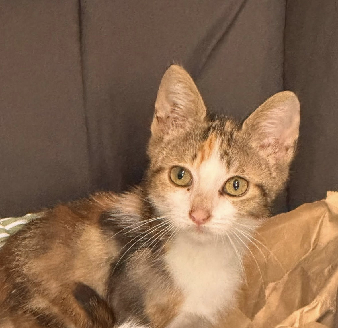 Pixel