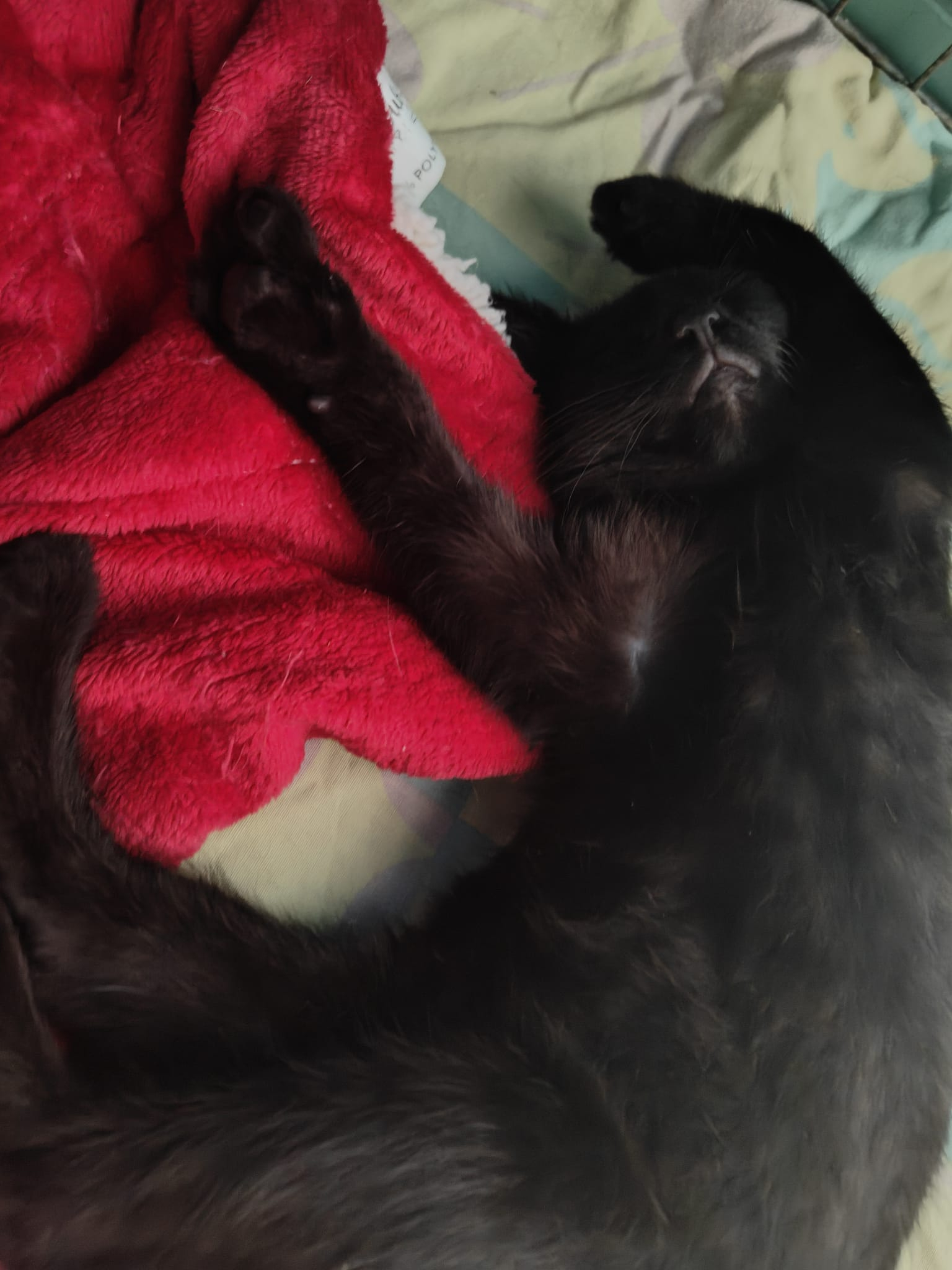 KURO
