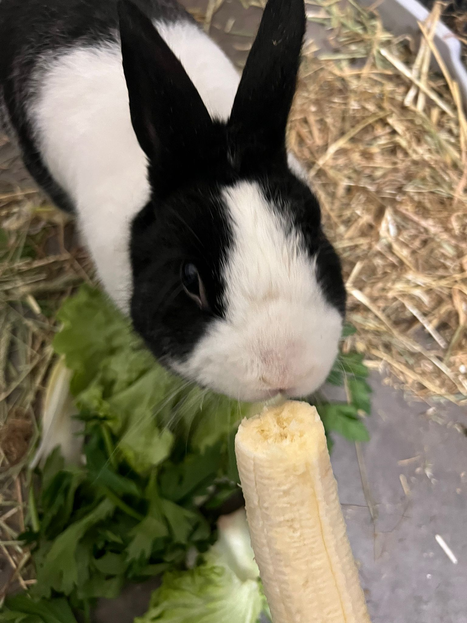 MIKADO