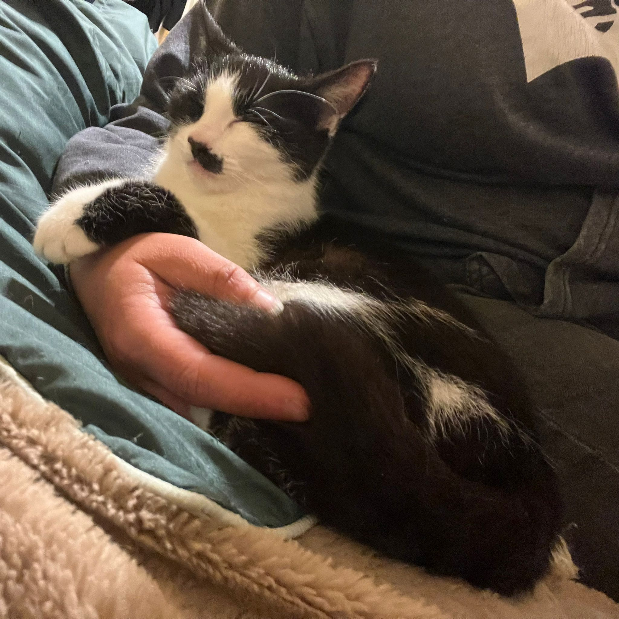 MIMIE