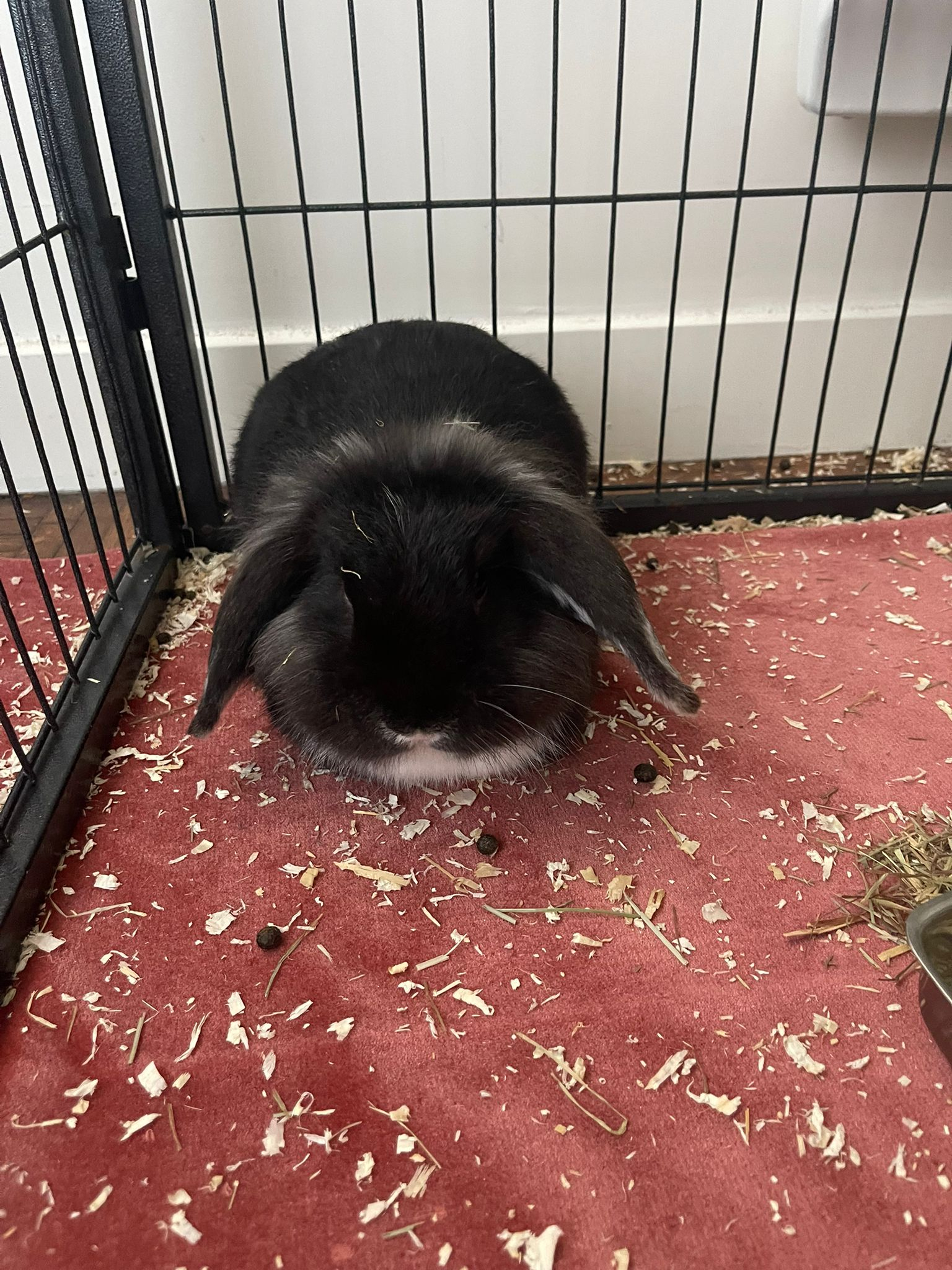 MINI MOON