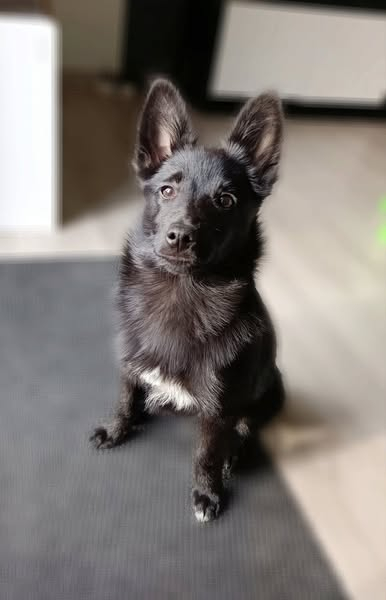 Nala