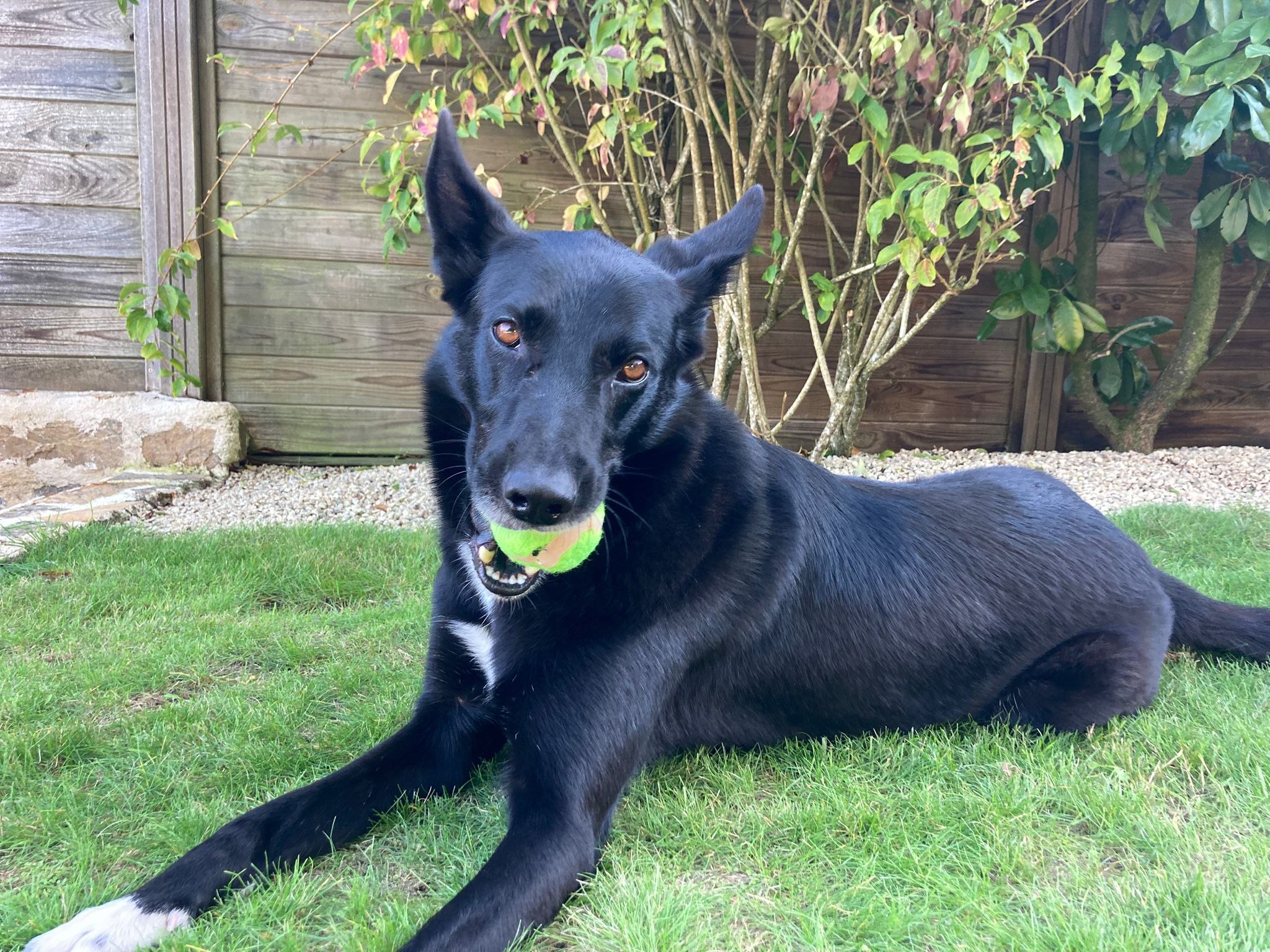 Ryder