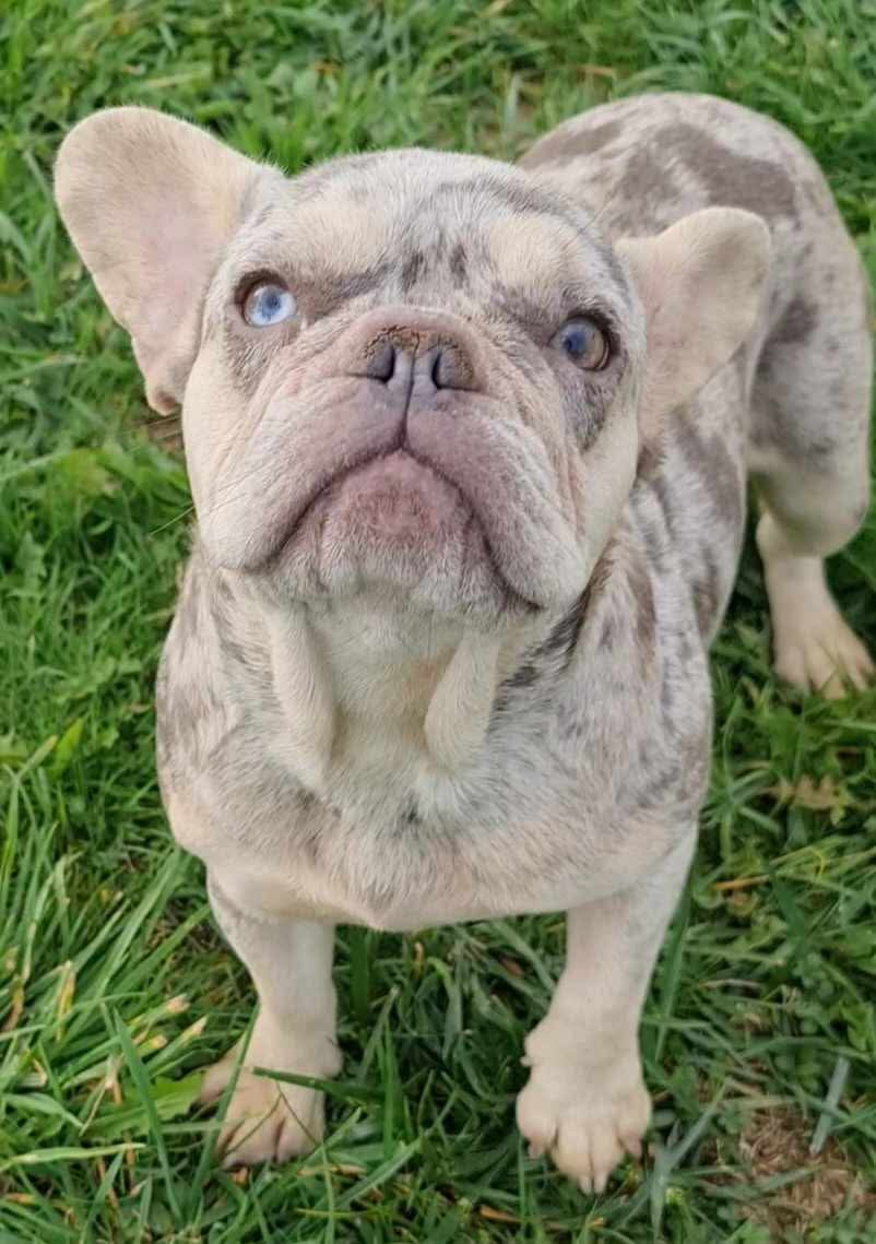 Salomé