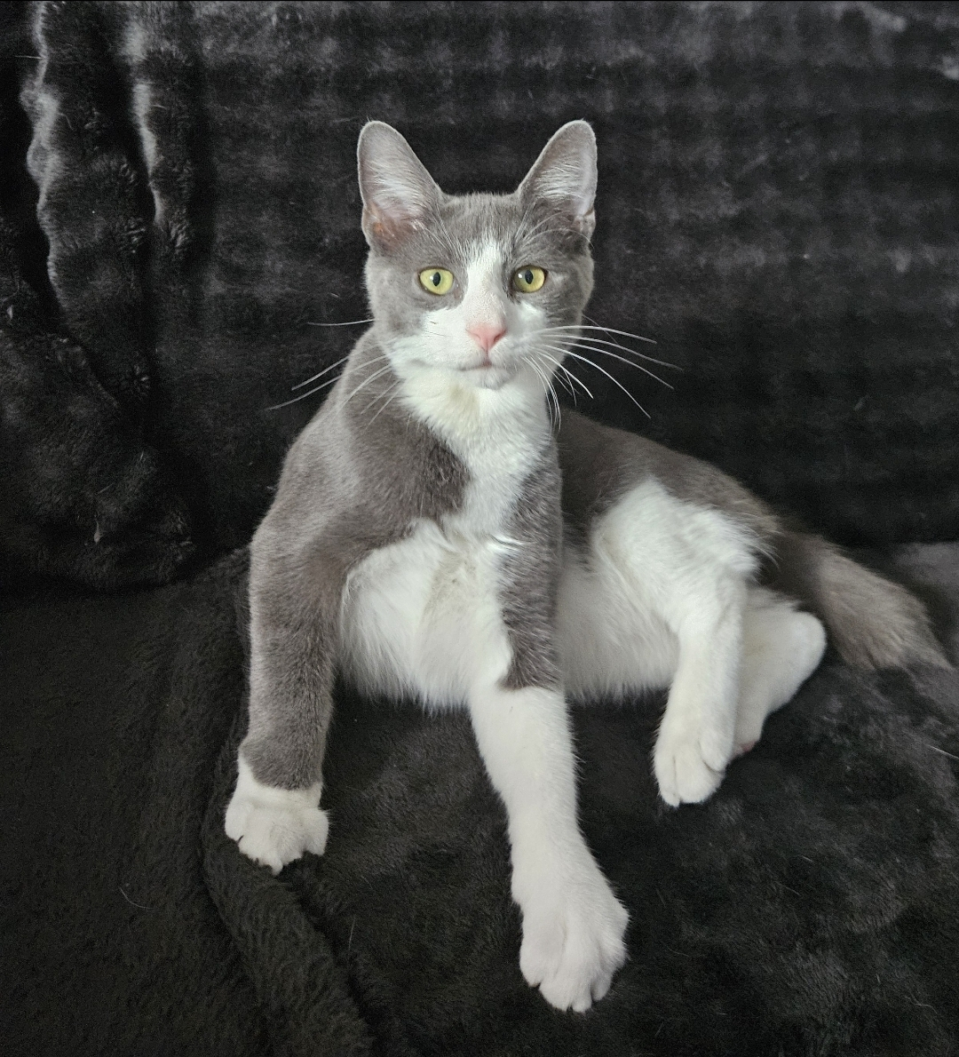 Sultan