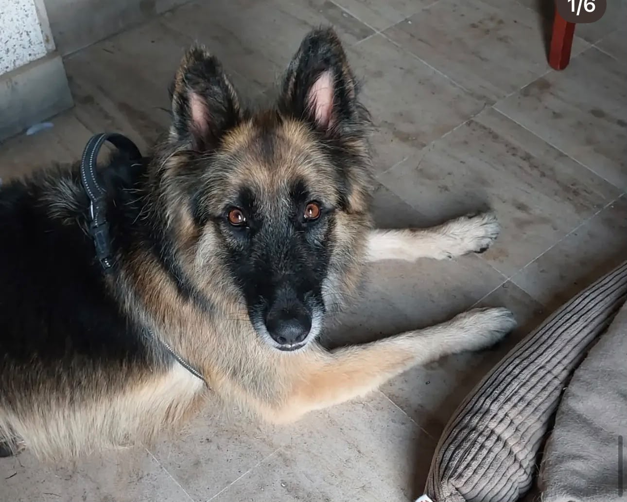 ASHA