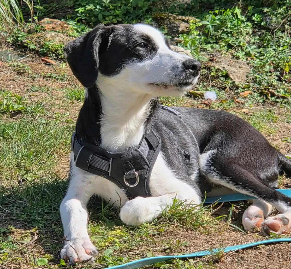 OREO