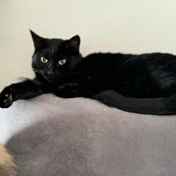 Chat - CASSIS